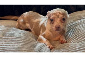 Arnold - Chihuahua for sale