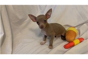 Amos - Chihuahua for sale