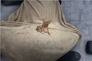 Alec - puppy for sale