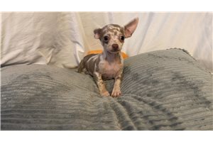 Arnold - Chihuahua for sale