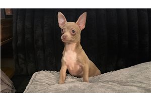 Amos - Chihuahua for sale
