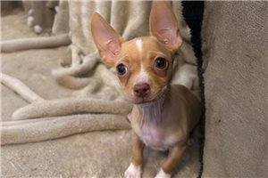 Anna - puppy for sale