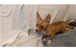 Anna - Chihuahua for sale