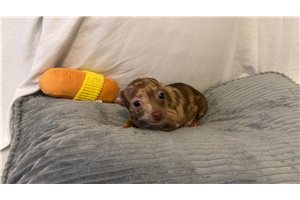 Alec - Chihuahua for sale