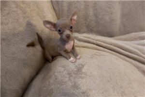 Amos - Chihuahua for sale