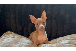 Amos - Chihuahua for sale