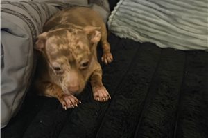 Alec - Chihuahua for sale