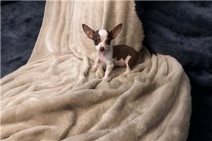 Ariel - Chihuahua for sale