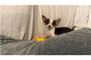 Ariel - Chihuahua for sale