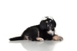 Arwen - Tibetan Mastiff for sale
