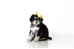 Allie - Tibetan Mastiff for sale