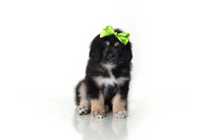 Apple - Tibetan Mastiff for sale