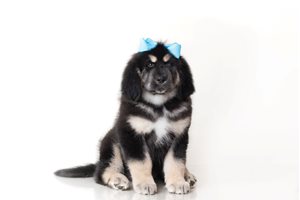 Astrid - Tibetan Mastiff for sale