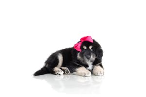 Juno - Tibetan Mastiff for sale