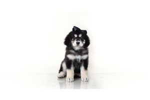 Alexandria - Tibetan Mastiff for sale