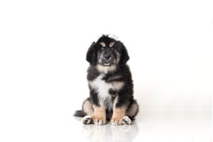 Arwen - Tibetan Mastiff for sale