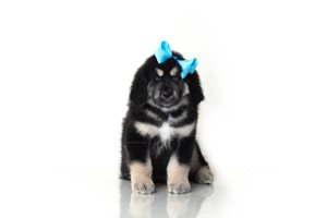 Astrid - Tibetan Mastiff for sale