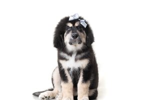 Aurora - Tibetan Mastiff for sale