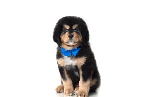 Augustus - Tibetan Mastiff for sale