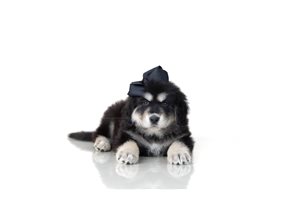 Alexandria - Tibetan Mastiff for sale