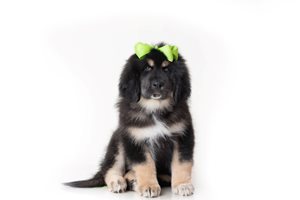 Apple - Tibetan Mastiff for sale
