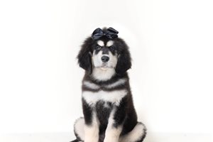 Alexandria - Tibetan Mastiff for sale