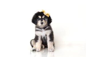 Allie - Tibetan Mastiff for sale