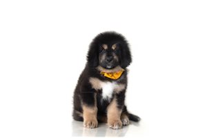 Ashton - Tibetan Mastiff for sale