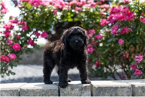 Miss Bettina - Aussiedoodle for sale