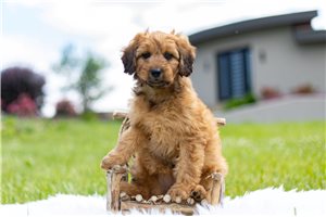 Miss Ginny - Aussiedoodle for sale