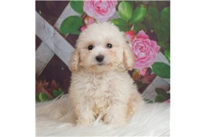 Boki - Bich-Poo - Bichpoo for sale
