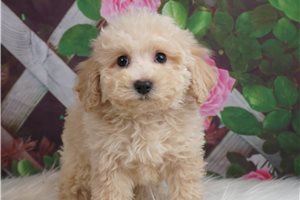 Blanche - Bich-Poo - Bichpoo for sale