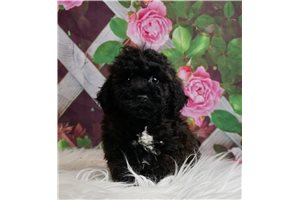 Brax - Bich-Poo - Bichpoo for sale