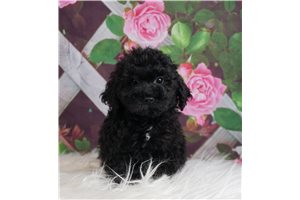 Benji - Bich-Poo - Bichpoo for sale