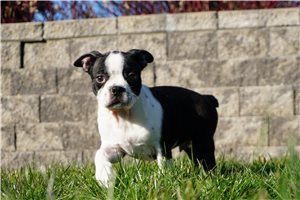 Maurice - Boston Terrier for sale