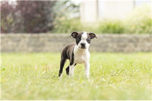 Shelby - Boston Terrier for sale