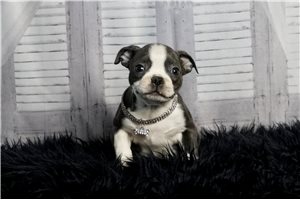 Mercer - Boston Terrier for sale