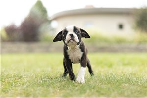 Kelsi - Boston Terrier for sale