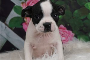 AKC Josie - Boston Terrier for sale