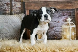 Fatima - Boston Terrier for sale
