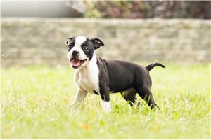 Gypsy - Boston Terrier for sale