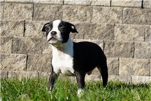 Mark - Boston Terrier for sale
