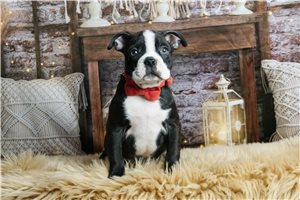 Forrest - Boston Terrier for sale