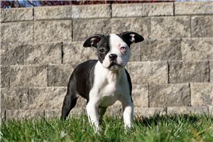 Max - Boston Terrier for sale