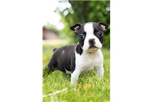 Archer - Boston Terrier for sale