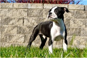 Maverick - Boston Terrier for sale
