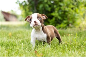 Ashley - Boston Terrier for sale