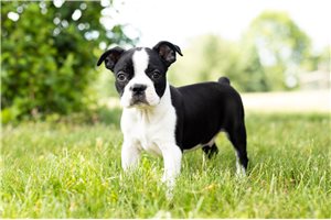 Austin - Boston Terrier for sale