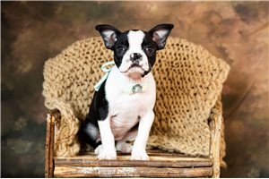 Ariel - Boston Terrier for sale