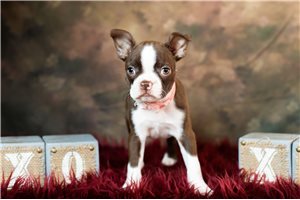 Ayla - Boston Terrier for sale